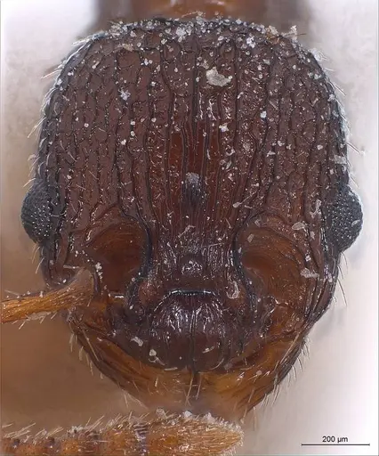 Myrmica lobicornis specimen