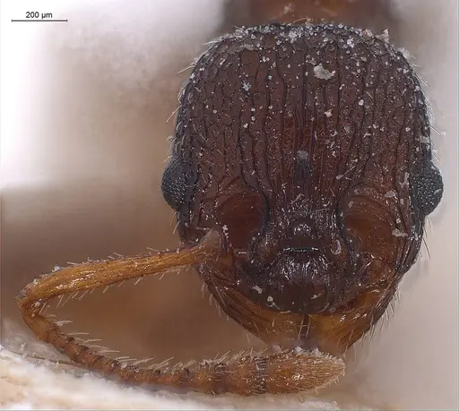 Myrmica lobicornis specimen