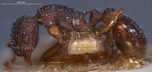 Myrmica lobicornis - ANTWEB1008448