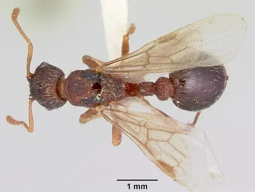 Myrmica lobicornis - CASENT0103401