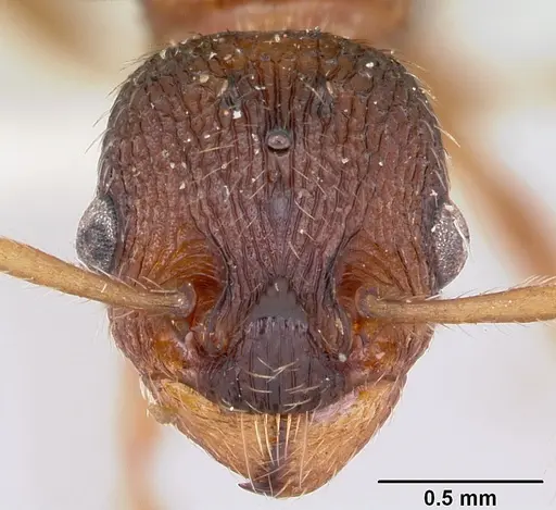 Myrmica lobicornis - CASENT0103401