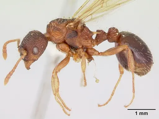Myrmica lobicornis - CASENT0103401