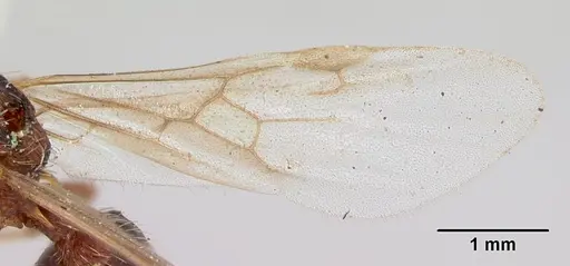 Myrmica lobicornis - CASENT0103401