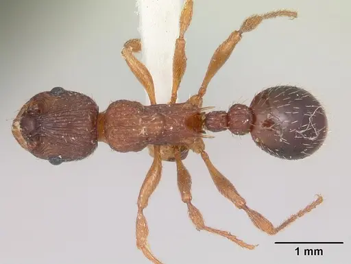 Myrmica lobicornis - CASENT0103402