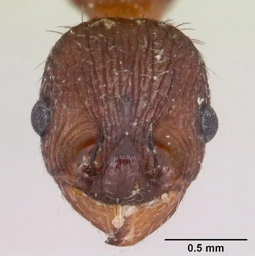 Myrmica lobicornis - CASENT0103402