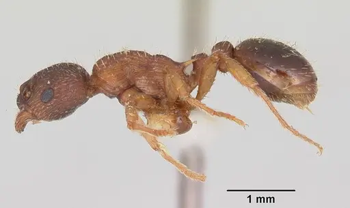 Myrmica lobicornis - CASENT0103402
