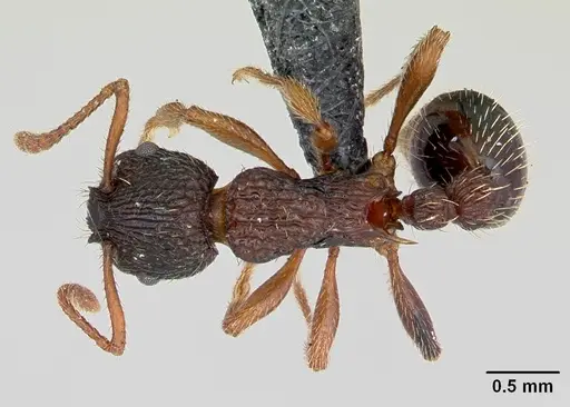 Myrmica lobicornis - CASENT0172718