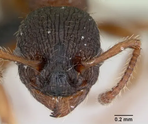 Myrmica lobicornis - CASENT0172718