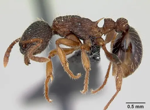 Myrmica lobicornis - CASENT0172718
