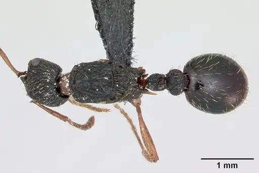 Myrmica lobicornis - CASENT0172720