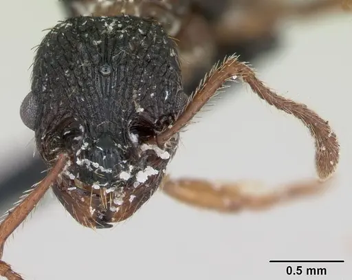 Myrmica lobicornis - CASENT0172720