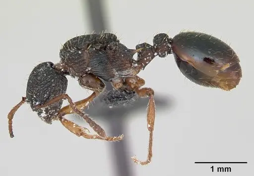 Myrmica lobicornis - CASENT0172720
