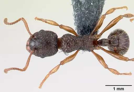 Myrmica lobicornis - CASENT0179931