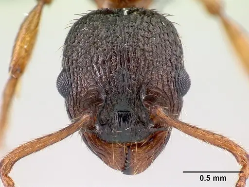 Myrmica lobicornis - CASENT0179931