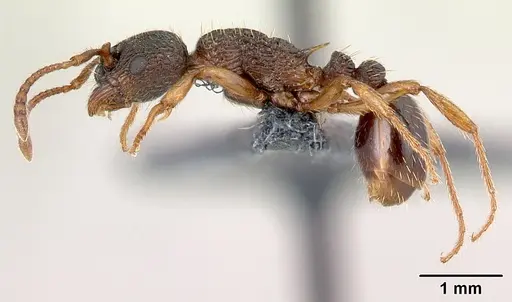 Myrmica lobicornis - CASENT0179931