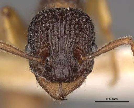 Myrmica lobicornis - CASENT0900288