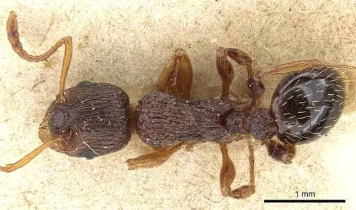 Myrmica lobicornis - CASENT0904065
