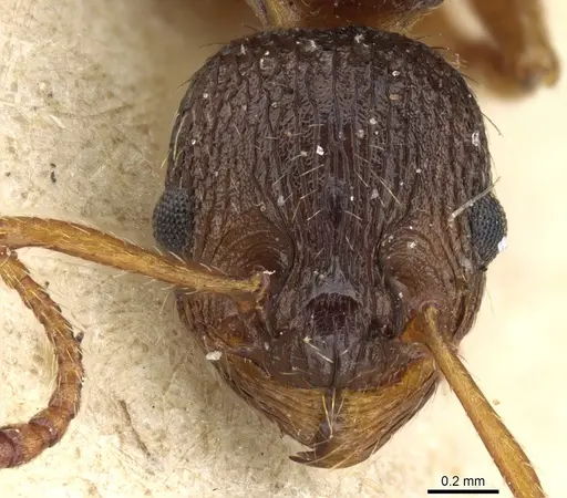 Myrmica lobicornis - CASENT0904065