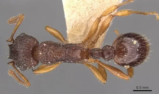 Myrmica lobicornis - CASENT0907640