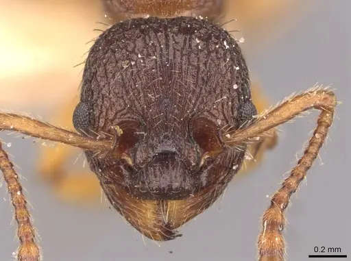 Myrmica lobicornis - CASENT0907640