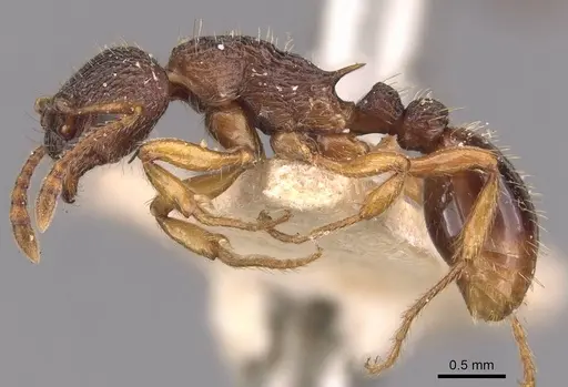 Myrmica lobicornis - CASENT0907640