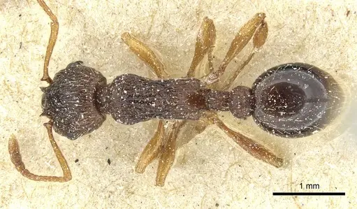 Myrmica lobicornis - CASENT0913068