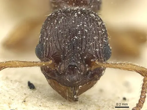 Myrmica lobicornis - CASENT0913068