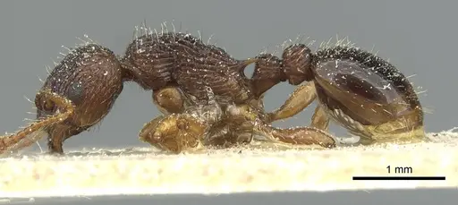 Myrmica lobicornis - CASENT0913068