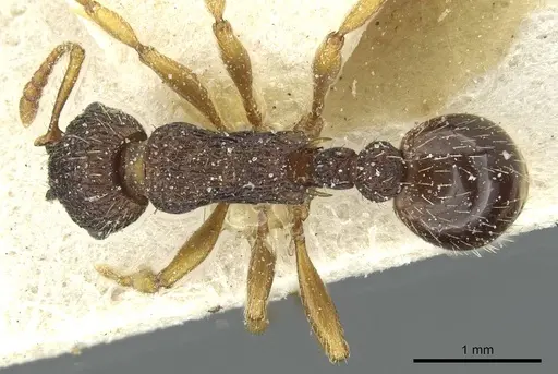 Myrmica lobicornis - CASENT0913069