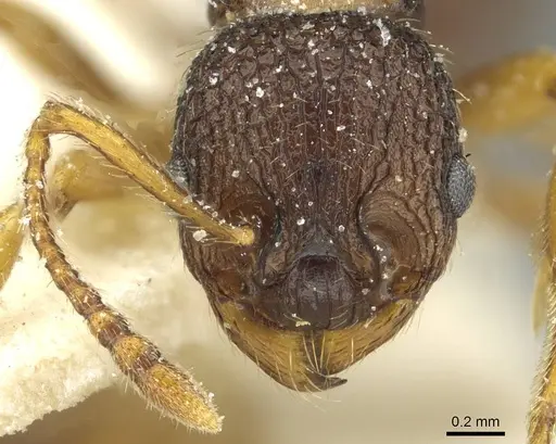 Myrmica lobicornis - CASENT0913069