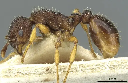 Myrmica lobicornis - CASENT0913069