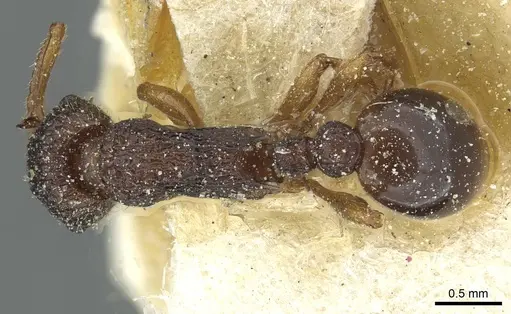 Myrmica lobicornis - CASENT0913070