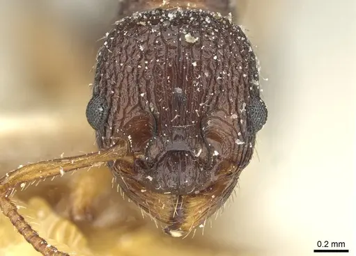 Myrmica lobicornis - CASENT0913070