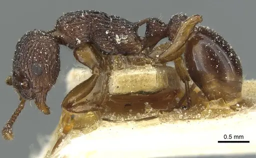 Myrmica lobicornis - CASENT0913070