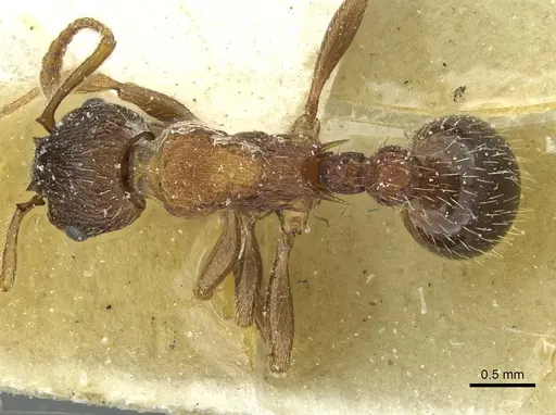 Myrmica lobicornis - CASENT0913071