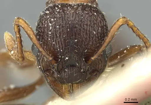 Myrmica lobicornis - CASENT0913071