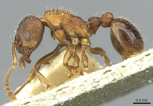 Myrmica lobicornis - CASENT0913071
