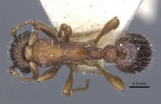 Myrmica lobicornis - CASENT0916899