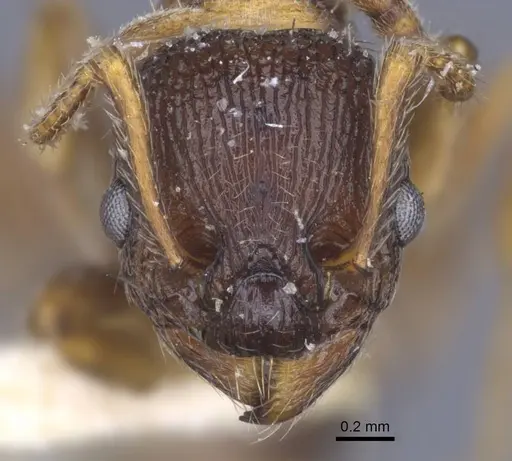 Myrmica lobicornis - CASENT0916899