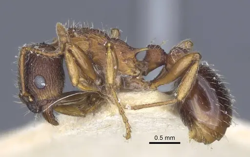 Myrmica lobicornis - CASENT0916899
