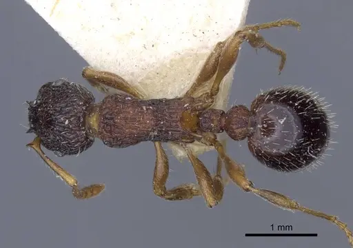 Myrmica lobicornis - CASENT0916902