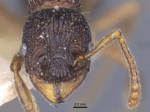 Myrmica lobicornis - CASENT0916902