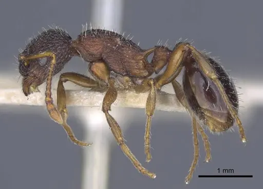 Myrmica lobicornis - CASENT0916902