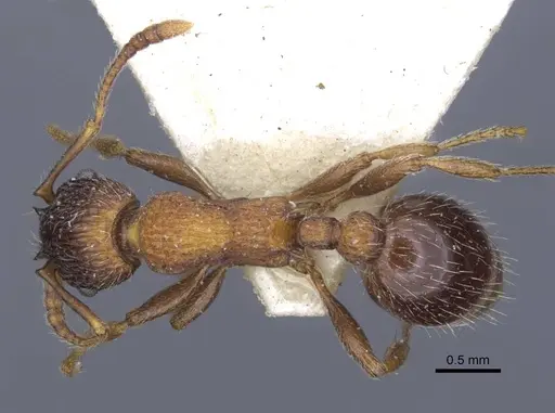 Myrmica lobicornis - CASENT0916908