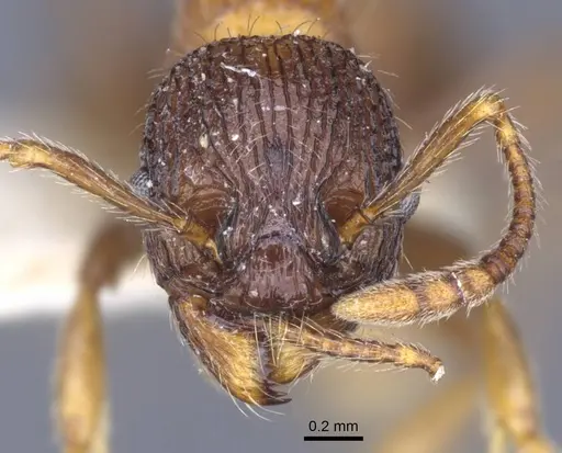 Myrmica lobicornis - CASENT0916908