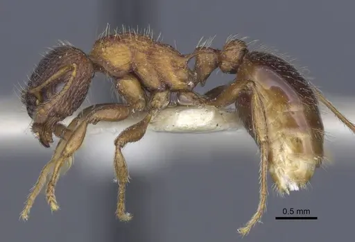 Myrmica lobicornis - CASENT0916908
