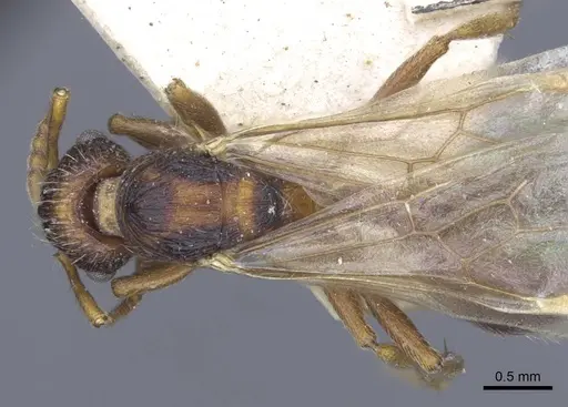 Myrmica lobicornis - CASENT0916909