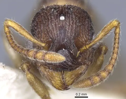 Myrmica lobicornis - CASENT0916909