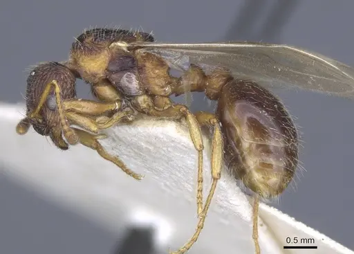 Myrmica lobicornis - CASENT0916909