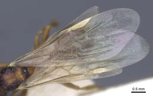 Myrmica lobicornis - CASENT0916909